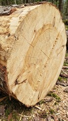 Light wood texture showing the natural texture of the raw tree trunk