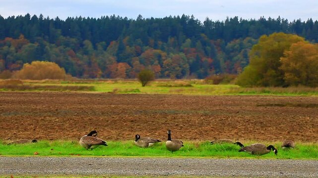  a video of Canadian geese at Nisqually Natural Wildlife Preserve Washington State