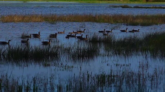  a video of Canadian geese at Nisqually Natural Wildlife Preserve Washington State