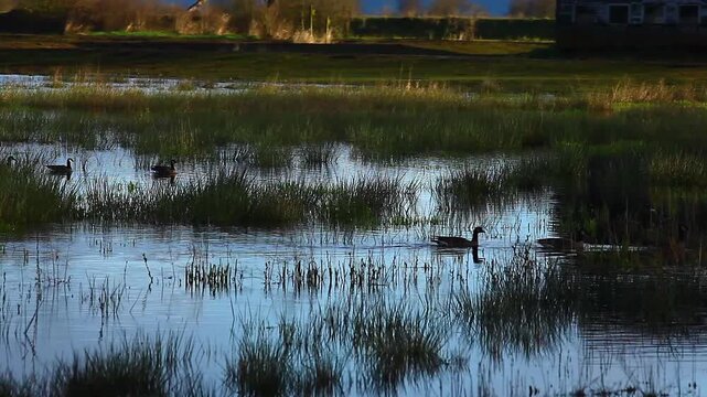 a video of Canadian geese at Nisqually Natural Wildlife Preserve Washington State