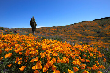 Saguaro Cactus and Orange Poppies in Bloom under Blue Sky at Peridot Mesa, Arizona