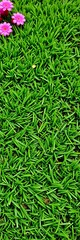 Realistic artificial turf, green & lush, ideal for landscaping and play areas,  recreation,  ground cover