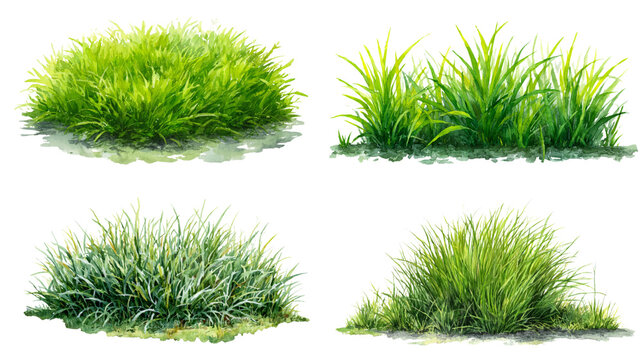 Bermuda grass watercolor png. flowers on transparent isolated background.
