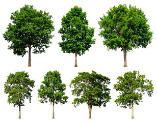 Seven diverse trees showcasing vibrant green foliage and various shapes isolated on a clean white background
