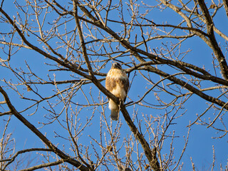 青空を背に孤高に佇む冬のトンビ