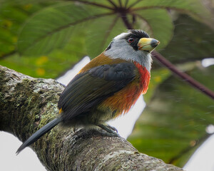 Toucan Barbet (Semnornis ramphastinus) perched on mossy branch in Andean cloud forest, Carmen de Atrato, Choc&oacute;, Colombia