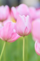 Naklejka premium 春の花壇に咲くピンク色のチューリップの花マンゴーチャーム