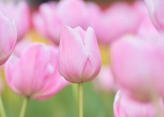 Obraz premium 春の花壇に咲くピンク色のチューリップの花マンゴーチャーム
