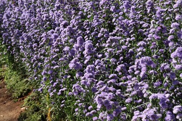 field of lavender