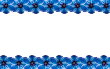 Vibrant blue flax flowers arranged in a decorative border at the top and bottom of a clean white background, creating an elegant floral frame for text or design elements. This natural botanical