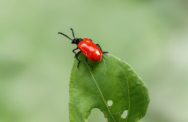 A fiery red lily beetle clings to a green leaf with striking contrast.