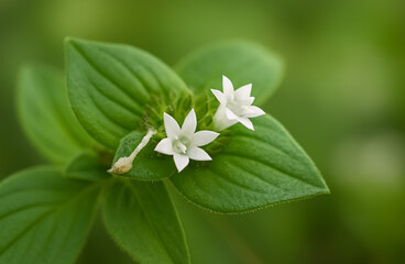 Two delicate white star-shaped flowers bloom brightly among lush green leaves.