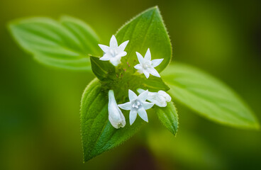 A cluster of delicate white star-shaped flowers shines softly among vibrant green leaves.