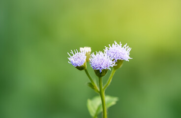 Three delicate purple flowers with thread-like petals bloom brightly against a soft green background.