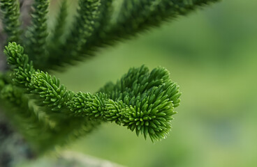 Spiraling green leaves of a Monkey Puzzle tree form a striking geometric pattern against a blurred background.