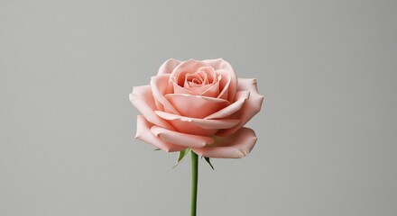 Elegant blush pink rose with velvety petals softly illuminated against a smooth minimalist gray background. AI Generated