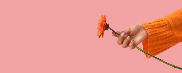 Female hand with stylish manicure holding gerbera flower on pink background with space for text