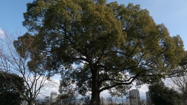 強風に揺れる大木