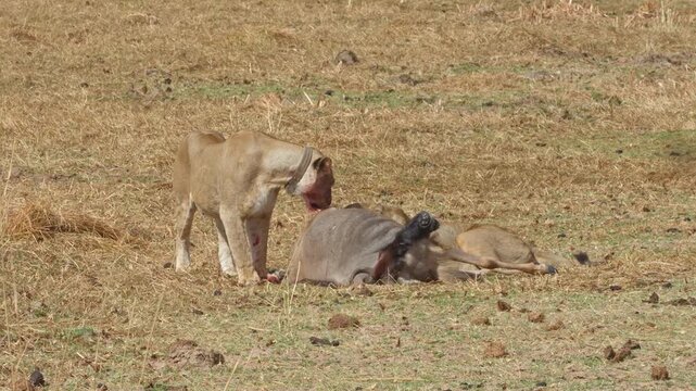 A lioness wearing a research collar captures and kills a wildebeest by biting its neck.