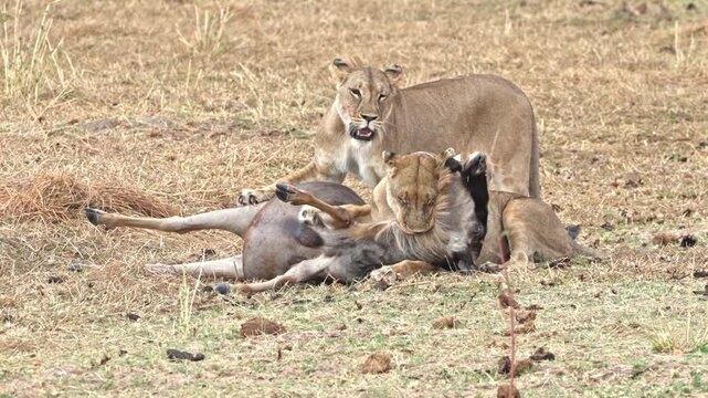 A lioness wearing a research collar captures and kills a wildebeest by biting its neck.