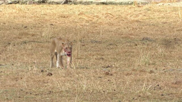 A lioness wearing a research collar captures and kills a wildebeest by biting its neck.