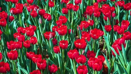 Red tulip flowers blooming on the field in spring. Beautiful natural floral background