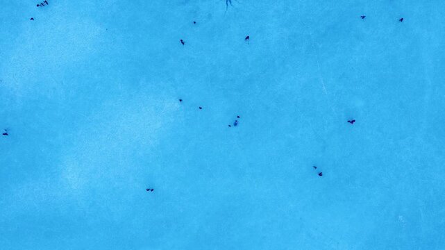 Top-down aerial drone footage of a frozen lake in Champex, Switzerland, with people ice skating in winter. Shot in 4K by a professional drone pilot using a DJI Mini 2.
