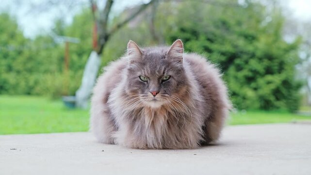 Grey tomcat looking at camera, countryside background, soft daylight tone