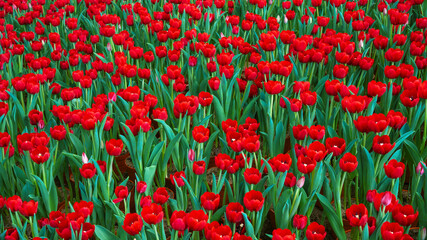 Red tulip flowers blooming on the field in spring. Beautiful floral background