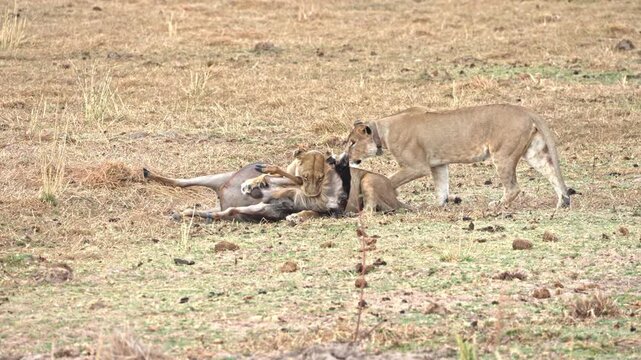A lioness wearing a research collar captures and kills a wildebeest by biting its neck.