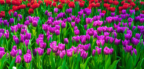 field of blooming pink and red tulip flowers in the garden in spring. Beautiful natural floral background