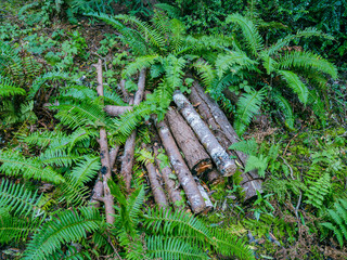 cut logs are surrounded by vibrant green ferns on a California forest floor