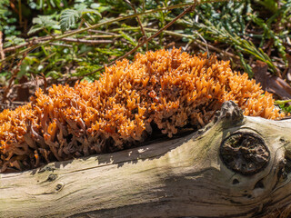 Orange coral fungus thrives on a fallen log in a California forest