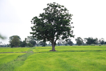 Fototapeta premium tree in the field