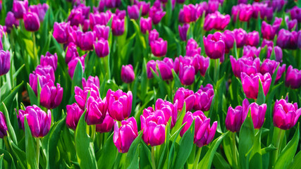 Pink tulip flowers blooming on the field in spring. Beautiful natural floral background