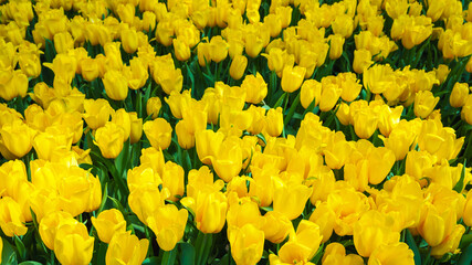 field of yellow tulip flowers in garden in spring. Beautiful floral background