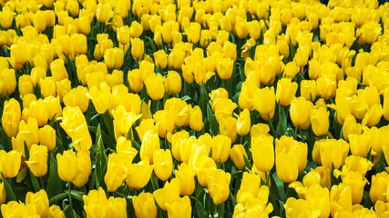 field of blooming yellow tulip flowers in the garden in spring. Beautiful floral background
