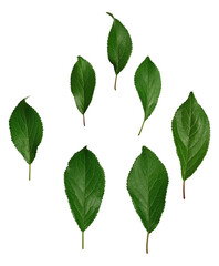 Naklejka premium arrangement of seven fresh green leaves in a circular pattern on a transparent background, symbolizing nature's harmony and botanical diversity in a clean presentation.