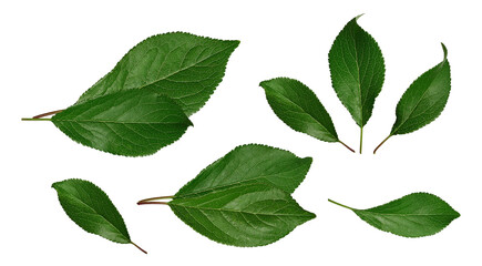 Naklejka premium collection of fresh green leaves isolated on a transparent background, showcasing intricate vein details and serrated edges for natural beauty and botanical study.