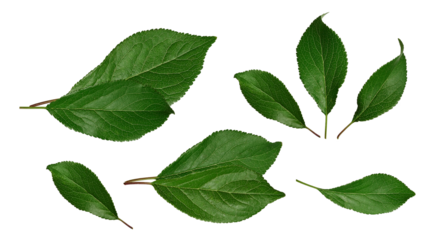 collection of fresh green leaves isolated on a transparent background, showcasing intricate vein details and serrated edges for natural beauty and botanical study.