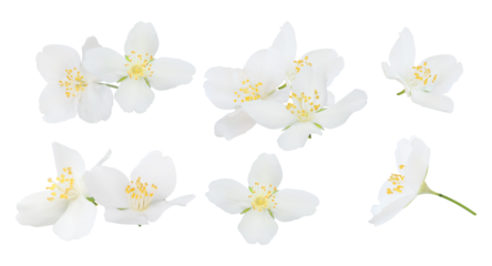 group of seven white jasmine flowers, intricate yellow stamens, isolated on black