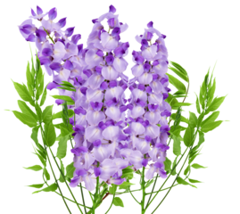 cascading wisteria flowers in shades of purple and lavender with green leaves, isolated on a transparent background, perfect for spring and romantic designs.