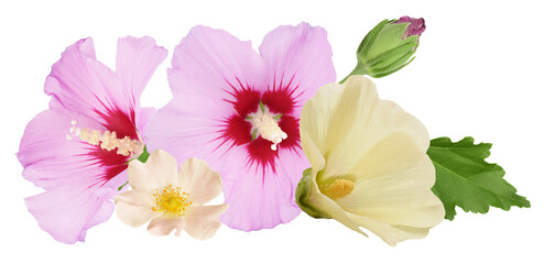 collage of pink and yellow hibiscus flowers and a small white rose isolated on a transparent background, ideal for spring and summer floral designs.