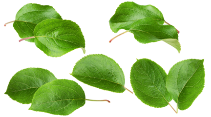 assortment of fresh green leaves with detailed veins on a transparent background