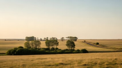 Tranquil golden hour light bathes an expansive rural landscape, highlighting a solitary grove of trees amidst vast, shimmering fields under a clear sky