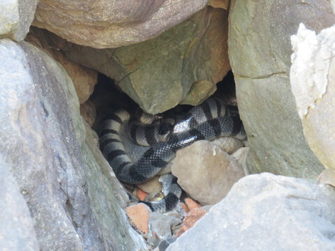 Yellow-Lipped Sea Krait (Laticauda colubrina) at Ngwe Saung in Myanmar