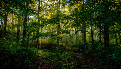 Obraz premium Golden Sunbeams Through Lush Green Forest Canopy With Dappled Light On The Ground