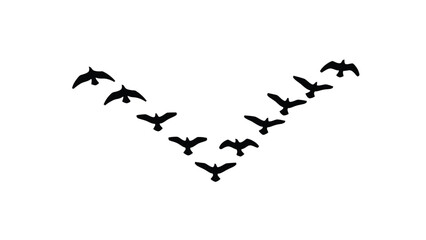 Fototapeta premium a flock of birds flying in a v formation