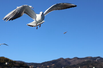 Seagulls flying in a blue sky