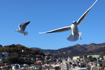 Seagulls flying in a blue sky
